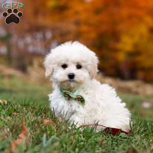 Teddy, Toy Poodle Puppy